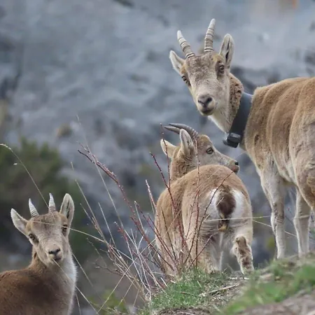 Grande Caravane Avec Auvent Au Milieu Du Parc Naturel Des Pyrenees Camping *
